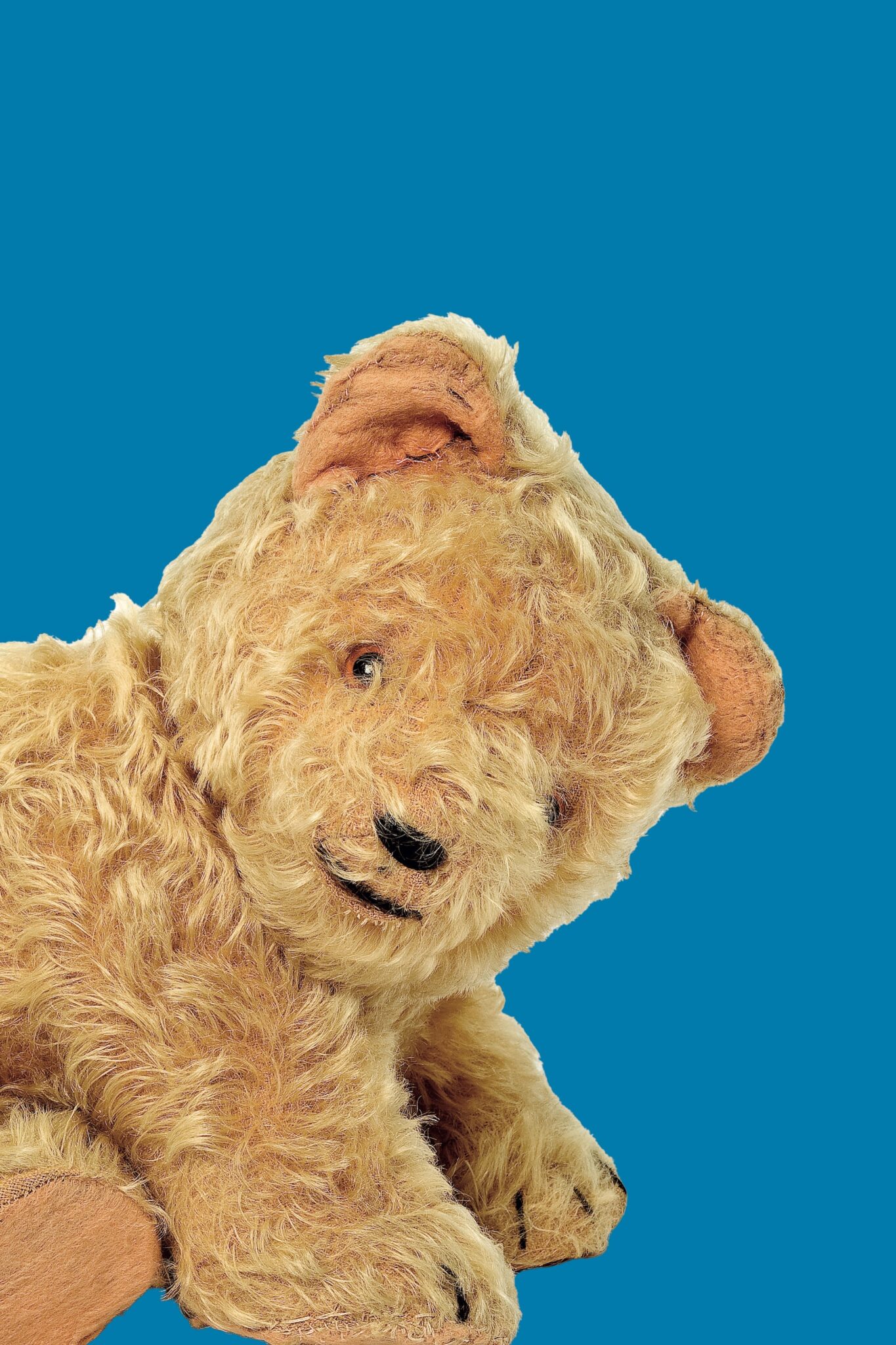 teddy bear on blue background