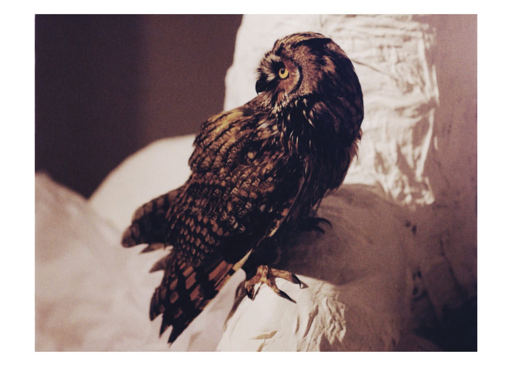 Close-up of an owl perched on sculptural white forms with warm, textured feathers catching the light; editorial Wild Within for Scimparello Magazine, FW25. Photo by Emma Wright, styling by Holly Moluluo.