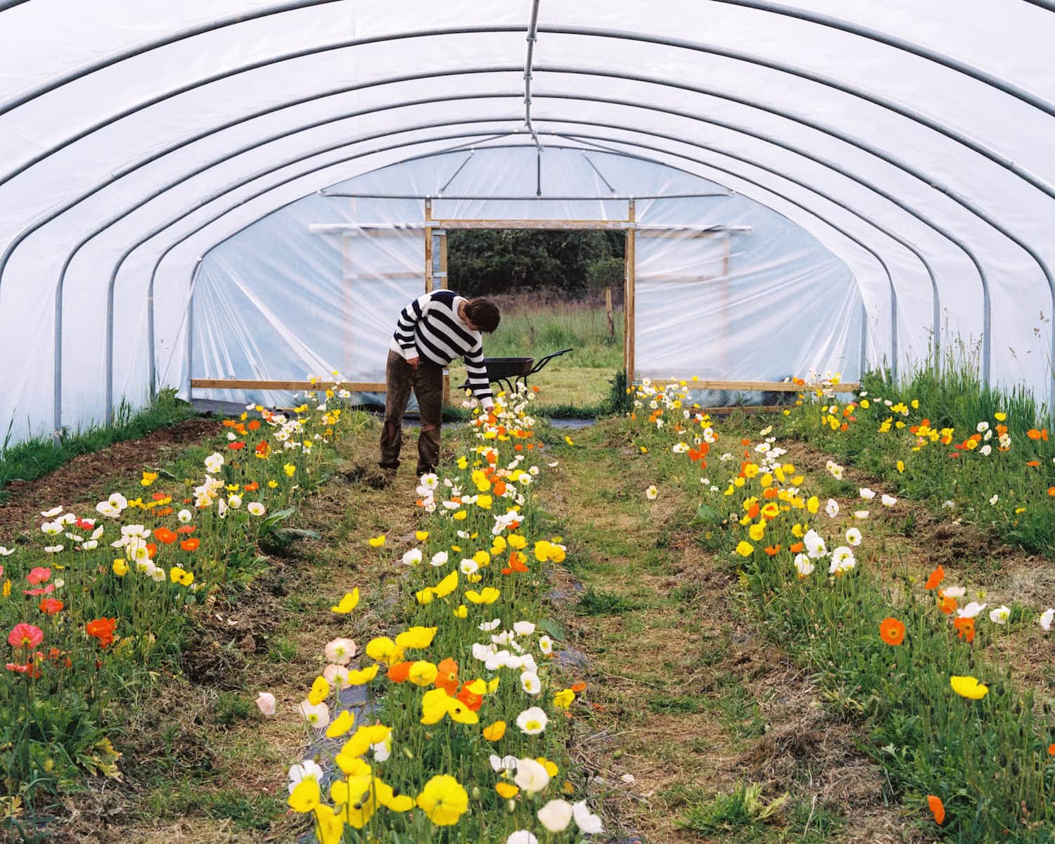 Wide view of man harvesting colorful wildflowers in a greenhouse, wearing relaxed striped sweater, The New Society SS26 menswea